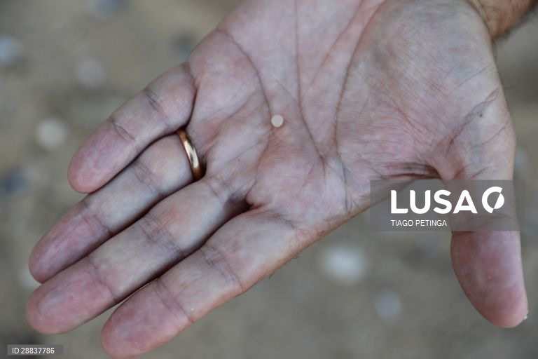 Voluntários da associação ambiental "Oceanos sem Plásticos" fizeram a primeira ação de recolha de lixo e plásticos pós confinamento, na praia do Amanhã em Santa Cruz, Mafra, 17 de maio de 2020. TIAGO PETINGA/LUSA