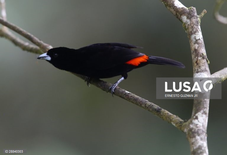 Pássaros da Colômbia