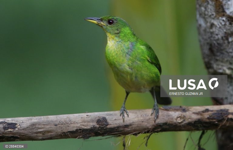 Pássaros da Colômbia