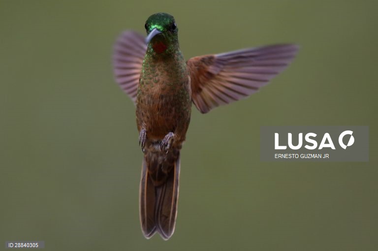 Pássaros da Colômbia