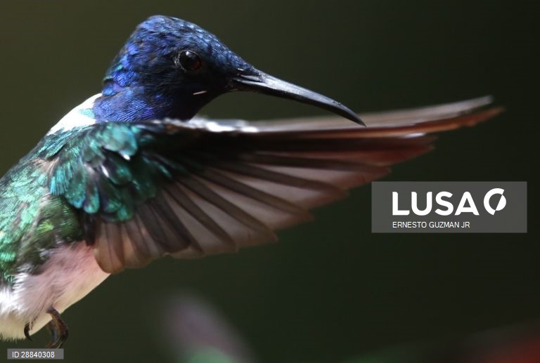 Pássaros da Colômbia