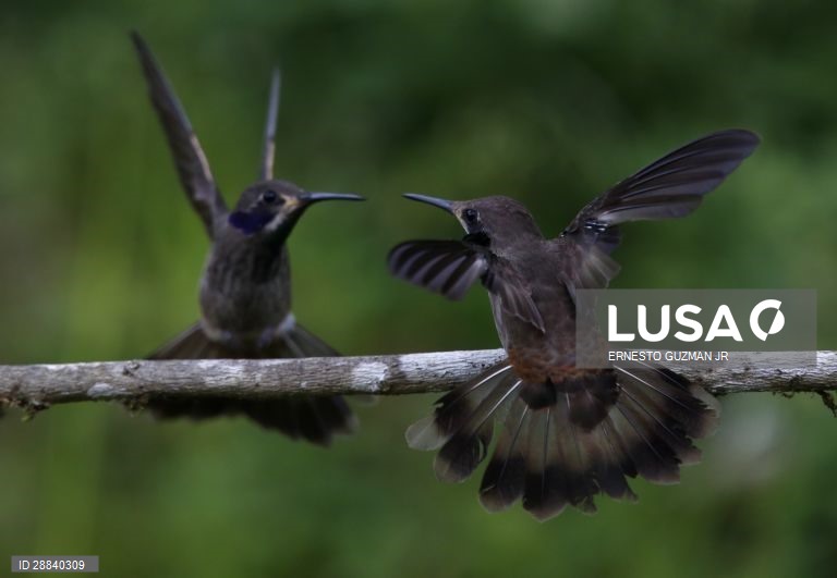 Pássaros da Colômbia