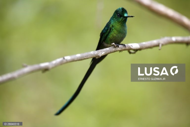 Pássaros da Colômbia