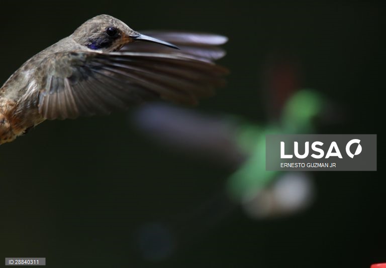 Pássaros da Colômbia