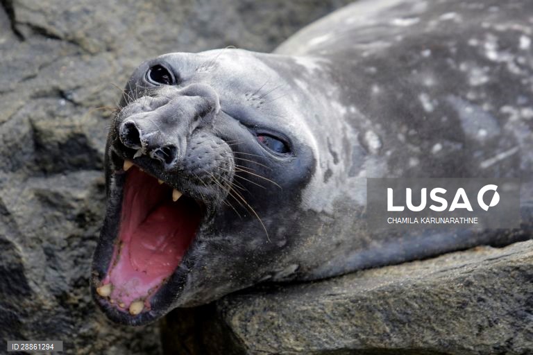 Mundo Colorido: 50 tonalidades de Cinza