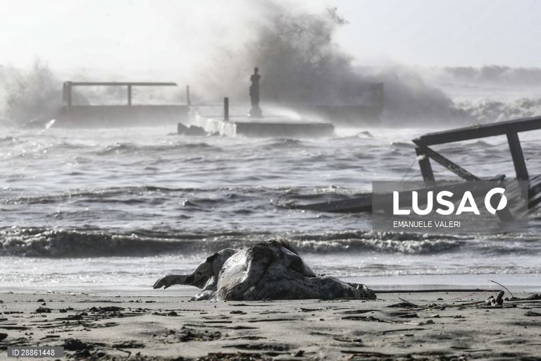 Mundo Colorido: 50 tonalidades de Cinza