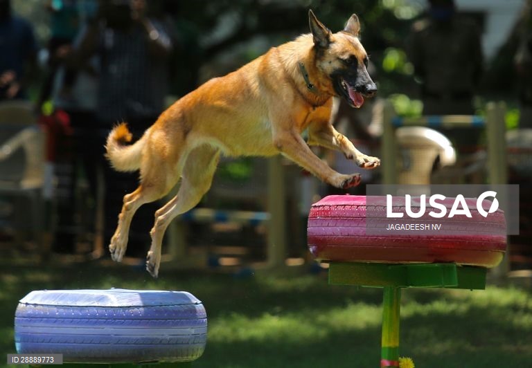 Índia: Cães polícia em Bangalore