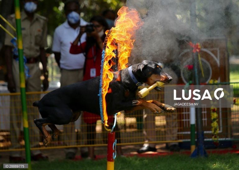 Índia: Cães polícia em Bangalore