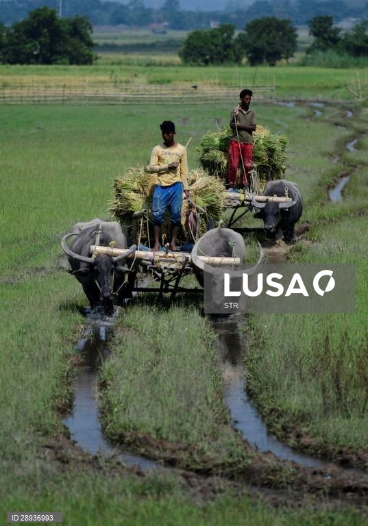 Índia: Cultivo do arroz em Assam
