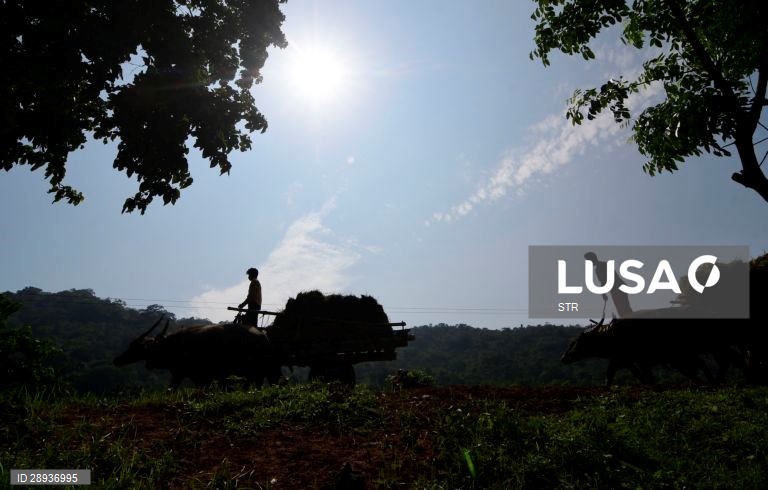 Índia: Cultivo do arroz em Assam
