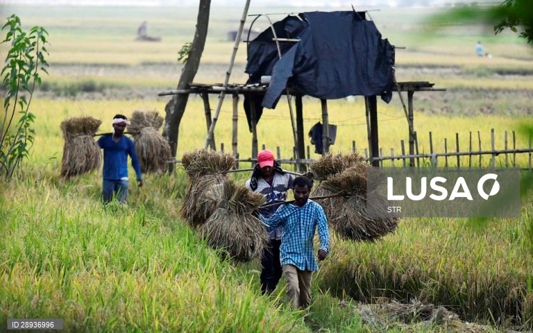 Índia: Cultivo do arroz em Assam