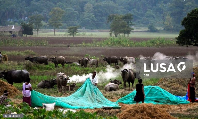 Índia: Cultivo do arroz em Assam