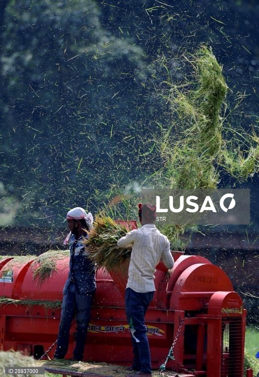 Índia: Cultivo do arroz em Assam
