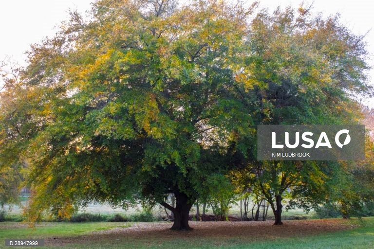 Dia Mundia do Ambiente