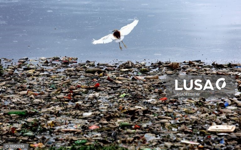 Dia Mundia do Ambiente