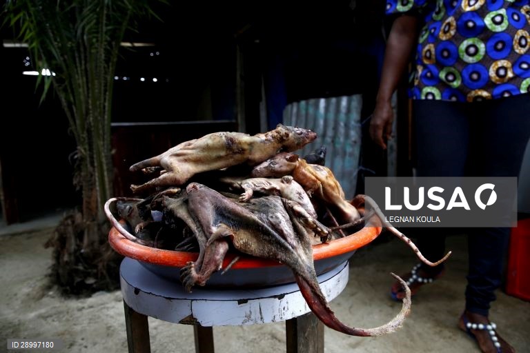 Venda de carne de animais selvagens na África Ocidental