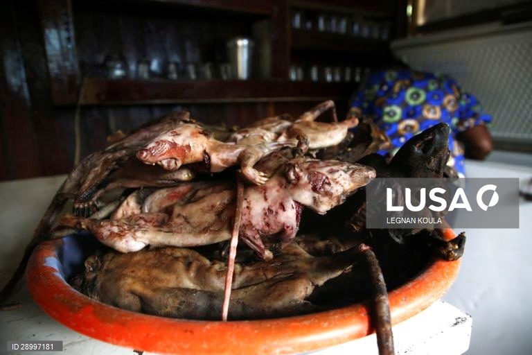 Venda de carne de animais selvagens na África Ocidental