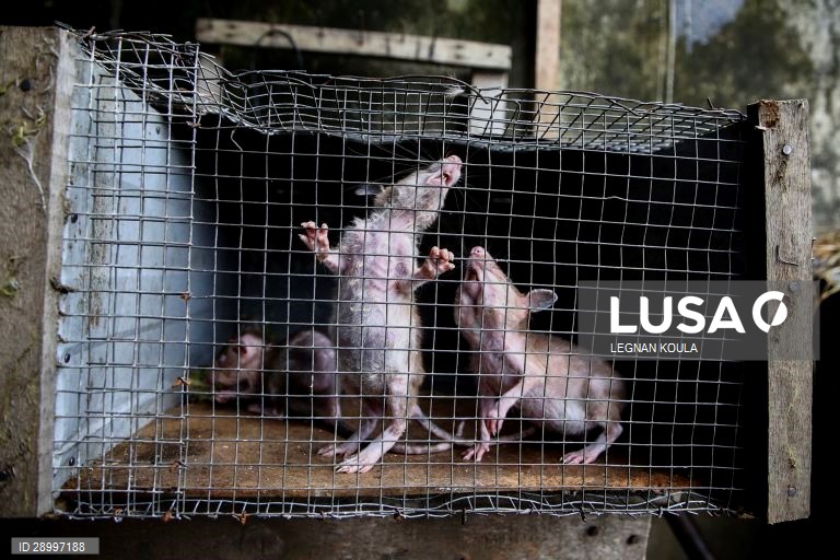 Venda de carne de animais selvagens na África Ocidental