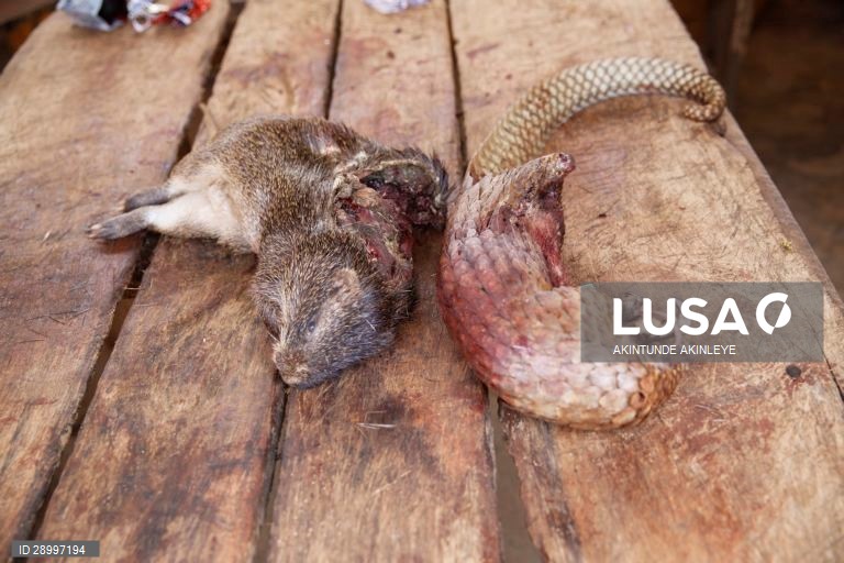 Venda de carne de animais selvagens na África Ocidental