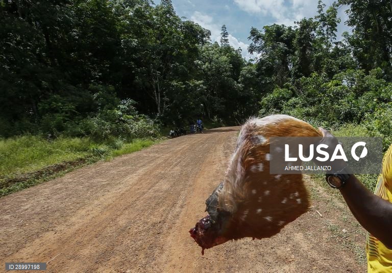 Venda de carne de animais selvagens na África Ocidental