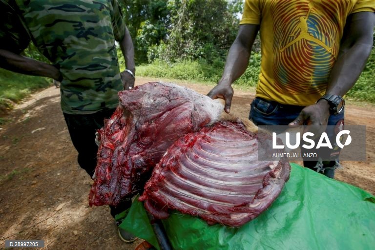 Venda de carne de animais selvagens na África Ocidental