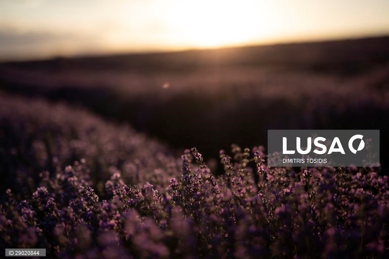 Lavanda em flor nas zonas rurais da Grécia