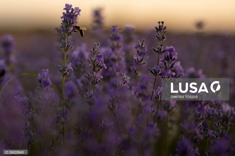 Lavanda em flor nas zonas rurais da Grécia