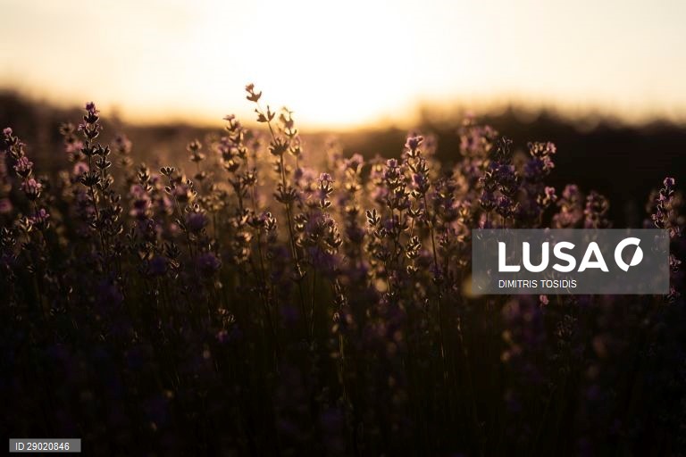 Lavanda em flor nas zonas rurais da Grécia