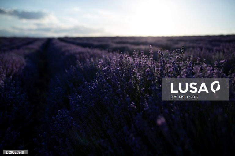 Lavanda em flor nas zonas rurais da Grécia