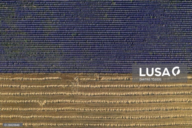 Lavanda em flor nas zonas rurais da Grécia
