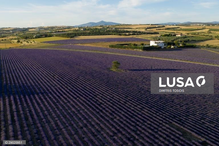 Lavanda em flor nas zonas rurais da Grécia
