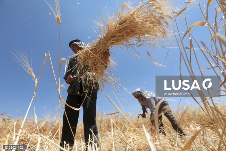 Cisjordânia: Colheita do trigo em Nablus