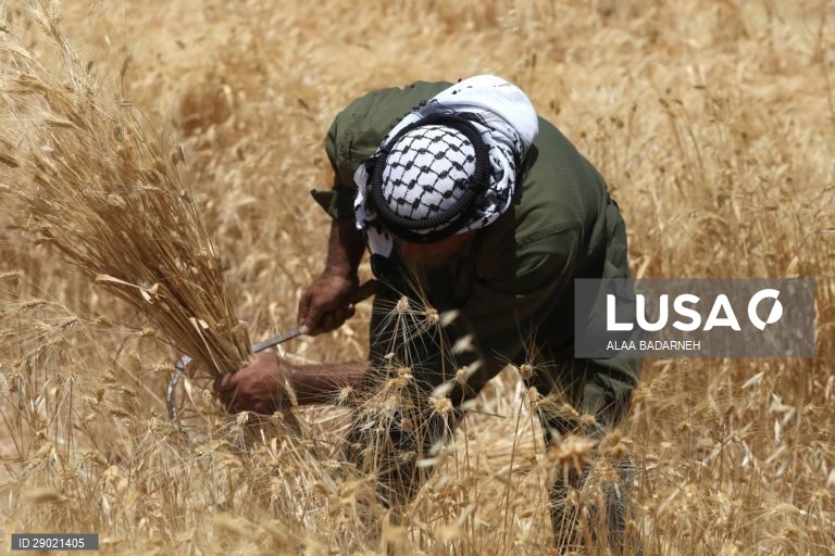 Cisjordânia: Colheita do trigo em Nablus