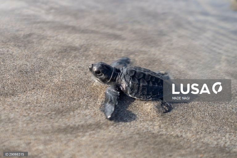 Indonésia: Libertação de tartarugas bebé em Bali