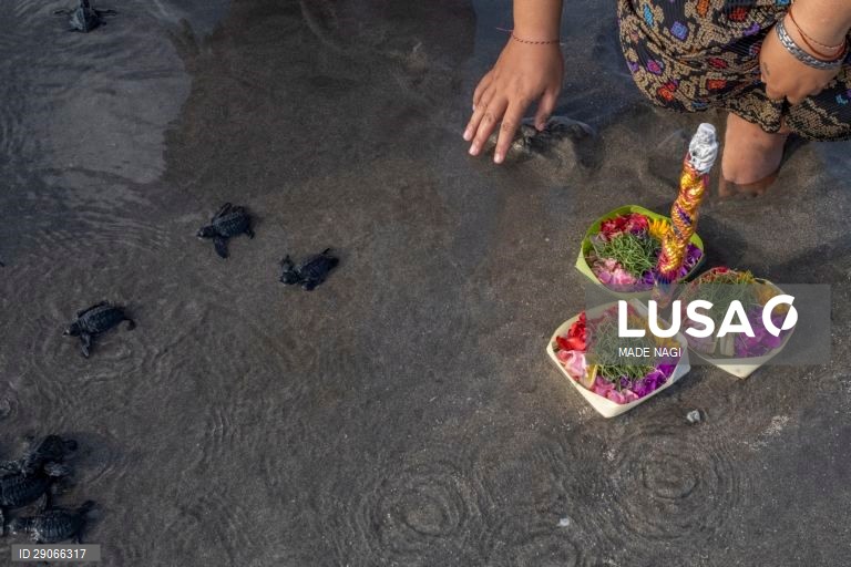 Indonésia: Libertação de tartarugas bebé em Bali