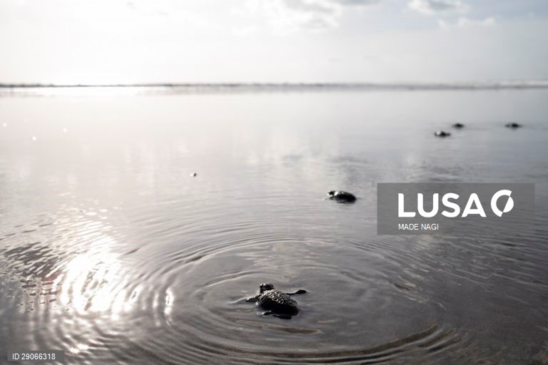 Indonésia: Libertação de tartarugas bebé em Bali