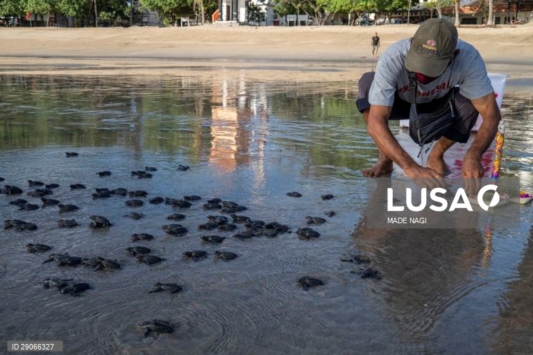 Indonésia: Libertação de tartarugas bebé em Bali