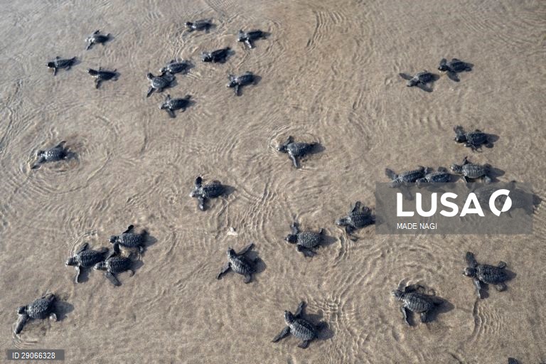 Indonésia: Libertação de tartarugas bebé em Bali