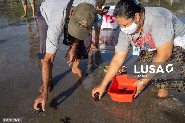 Indonésia: Libertação de tartarugas bebé em Bali