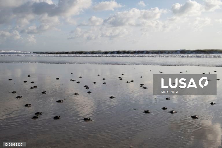 Indonésia: Libertação de tartarugas bebé em Bali