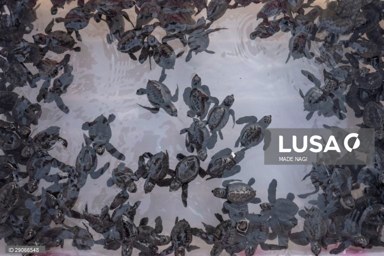 Indonésia: Libertação de tartarugas bebé em Bali