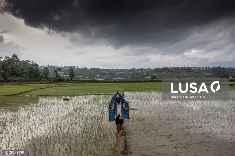 Plantio do arroz no Nepal