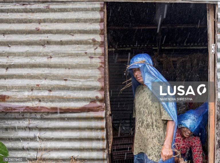 Plantio do arroz no Nepal