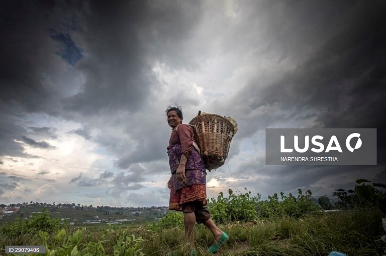 Plantio do arroz no Nepal