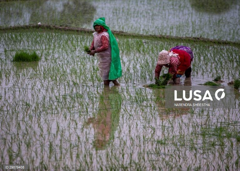 Plantio do arroz no Nepal
