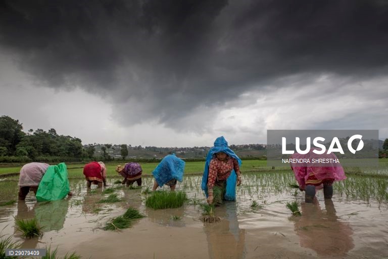 Plantio do arroz no Nepal