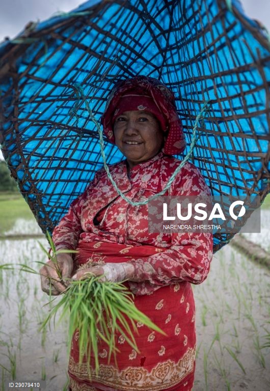 Plantio do arroz no Nepal