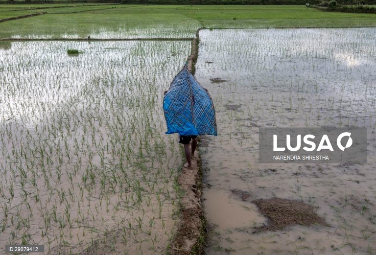 Plantio do arroz no Nepal