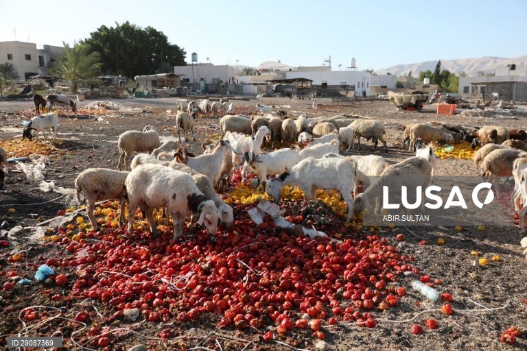 Israel pretende anexar colonatos como parte do plano de paz apoiado pelos EUA