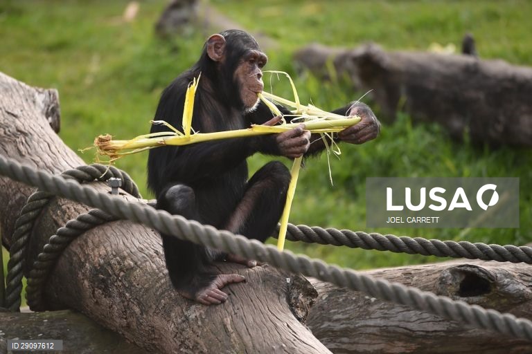 Abertura oficial do Palácio da Savana Africana no Jardim Zoológico de Taronga em Sydney, Austrália.